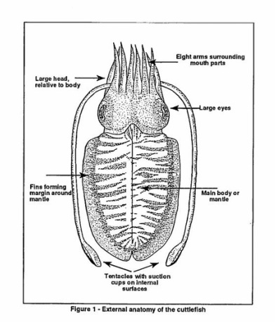 Sepia officinalis • Mollusc Page