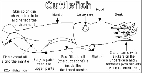 Anatomy and Physiology - Sepia Officinalis : The common cuttlefish
